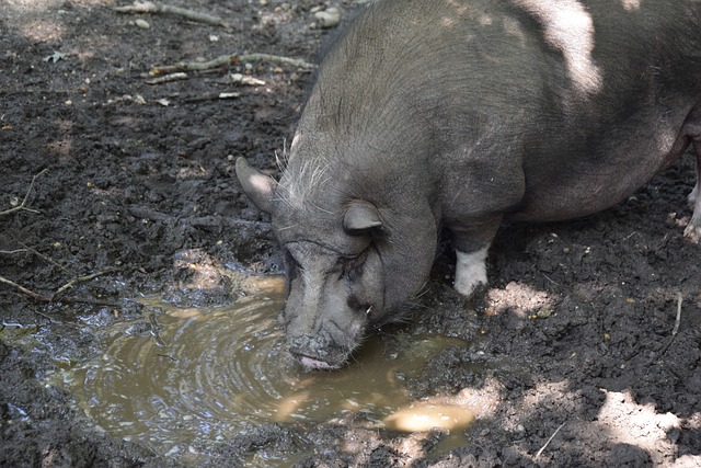正的体育精 正的体育精